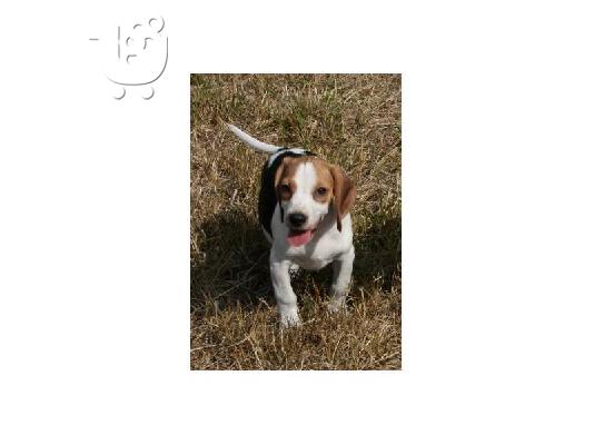 Χαριτωμένο κουτάβι Beagle για υιοθεσία